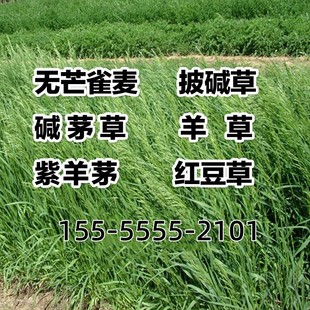 无芒雀麦种子披碱草碱茅草紫羊茅四季种养牛碱草羊草种子公司