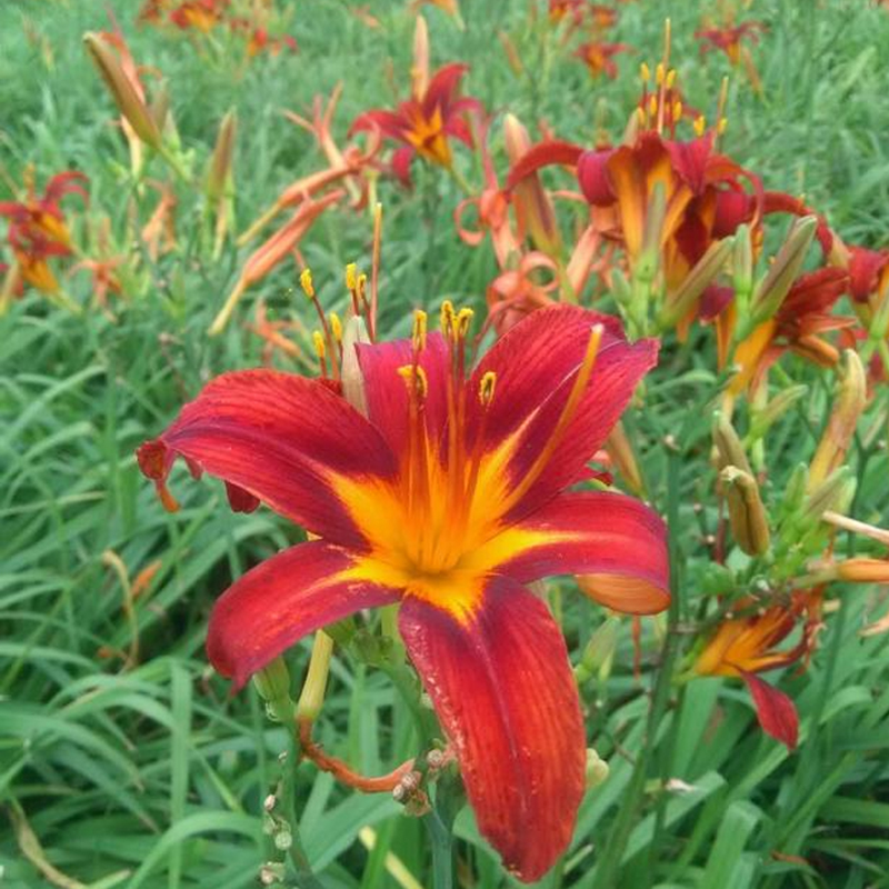 红色海盗萱草四季易种花苗庭院种植园林景观花海耐寒宿根花苗