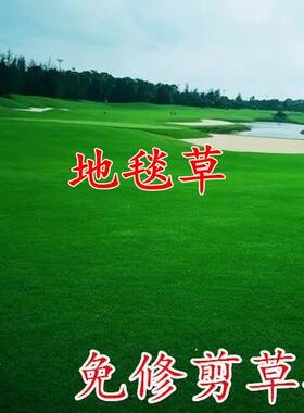 耐寒耐旱果岭草地毯草种子