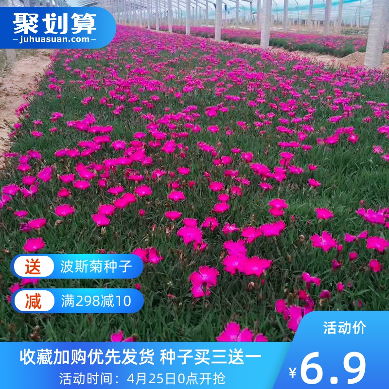 美国石竹价格 美国石竹图片 星期三 美国石竹价格 美国石竹图片 星期三