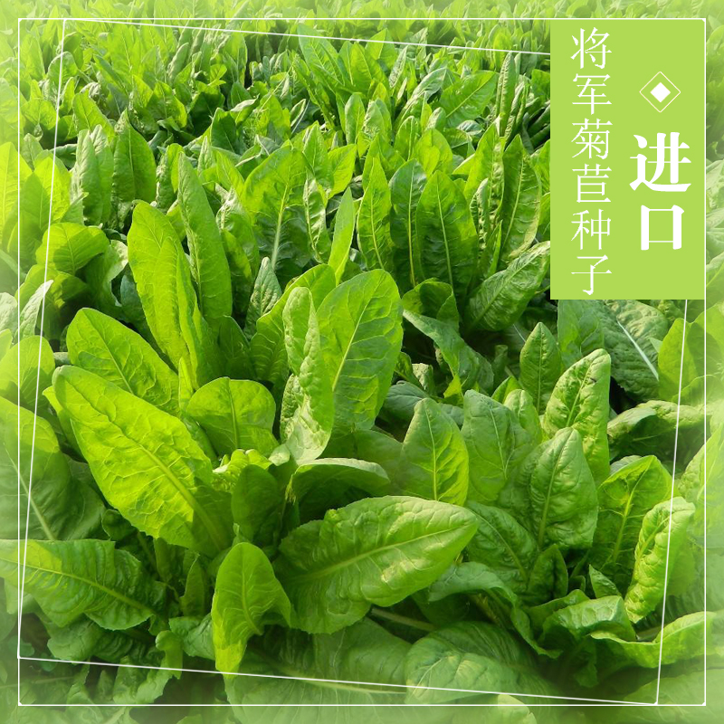 将军菊苣种子多年生南方北方四季猪牛羊兔鱼青贮饲料进口牧草种籽