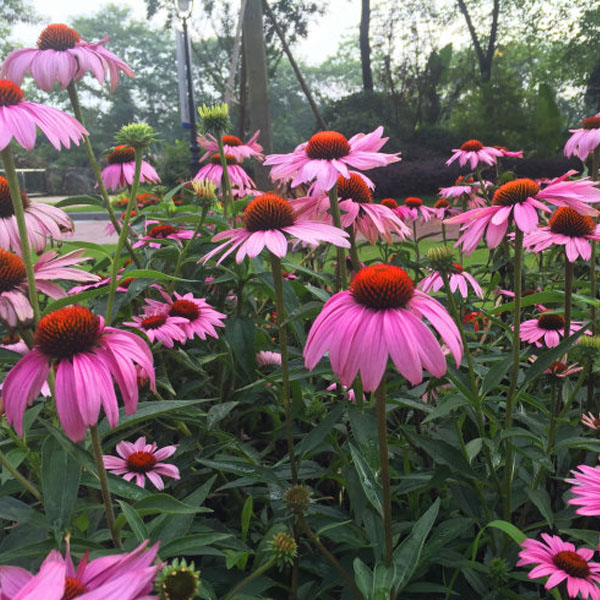 紫松果菊种子紫锥花宿根花卉
