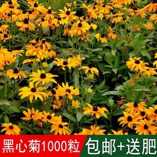 黑心菊种子花海专用草籽别名黑心金光菊黑眼菊四季可播种