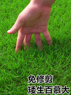 矮生百慕大草籽四季常青耐践踏草皮草籽绿化草坪种子足球场草种籽