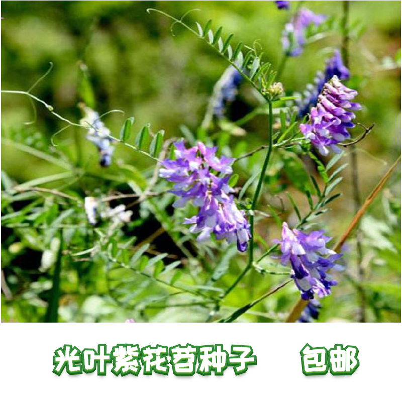 果园绿肥种子光叶紫花苕长柔毛野豌豆毛苕子养蜂蜜源果园生草固氮