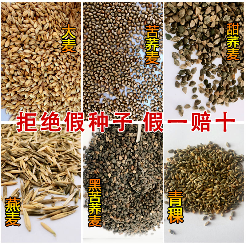 甜荞麦种子苦荞麦红高粱大麦小麦黑小麦燕麦薏米青稞杂粮籽种包邮