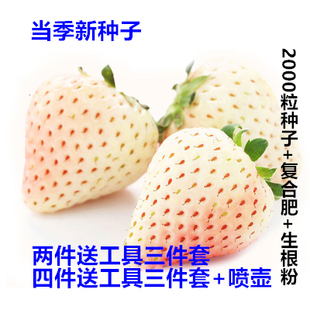 草莓种子室内阳台四季播种水果盆栽农家春冬蔬菜种子新品白雪公主