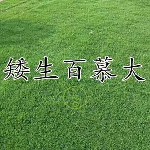 矮生百慕大草籽四季常青耐践踏草皮草籽绿化草坪种子足球场草种籽