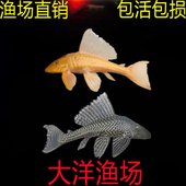 清道夫鱼大型热带鱼活体红眼女王大帆鱼缸清洁工除藻清理垃圾鱼食