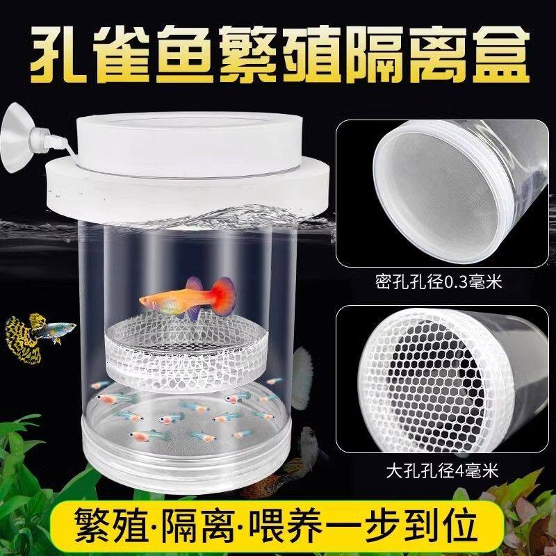 孔雀鱼生产隔离盒繁殖卵