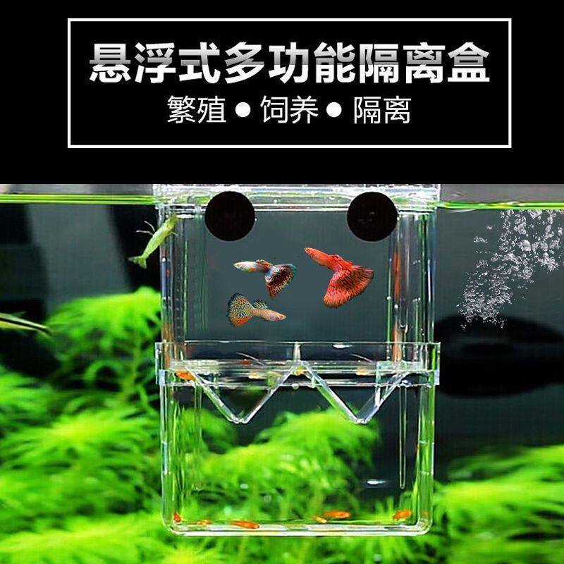 孔雀鱼生产隔离盒鱼缸孵