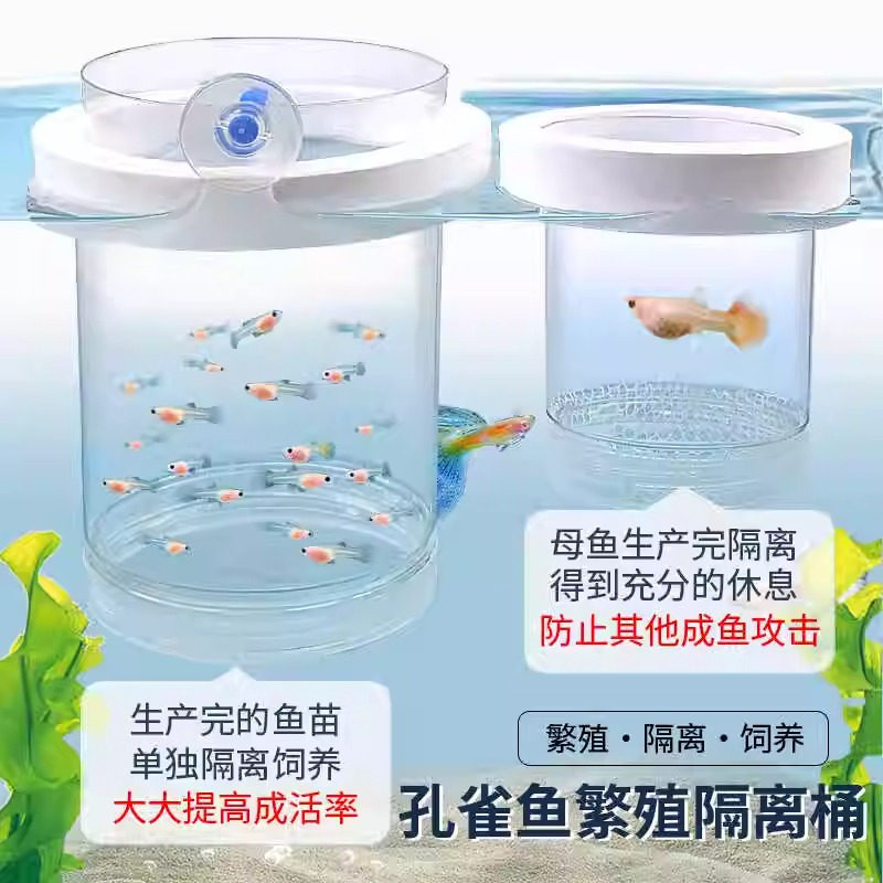 鱼缸内隔离网孔雀鱼繁殖隔离盒产卵桶母鱼孵化网产房小鱼幼鱼隔离,宠物/宠物食品及用品,孵化器,淘宝优惠券,粉丝福利购,淘宝优惠卷