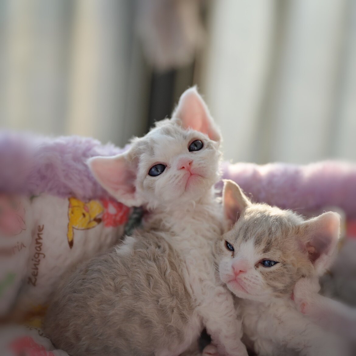 幼猫活体德文卷毛猫不掉毛卷毛