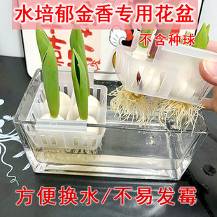 水培郁金香器皿含定植篮水养种球玻璃花盆方便换水透明郁金香花瓶