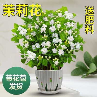 广州发货-茉莉花苗盆栽四季开