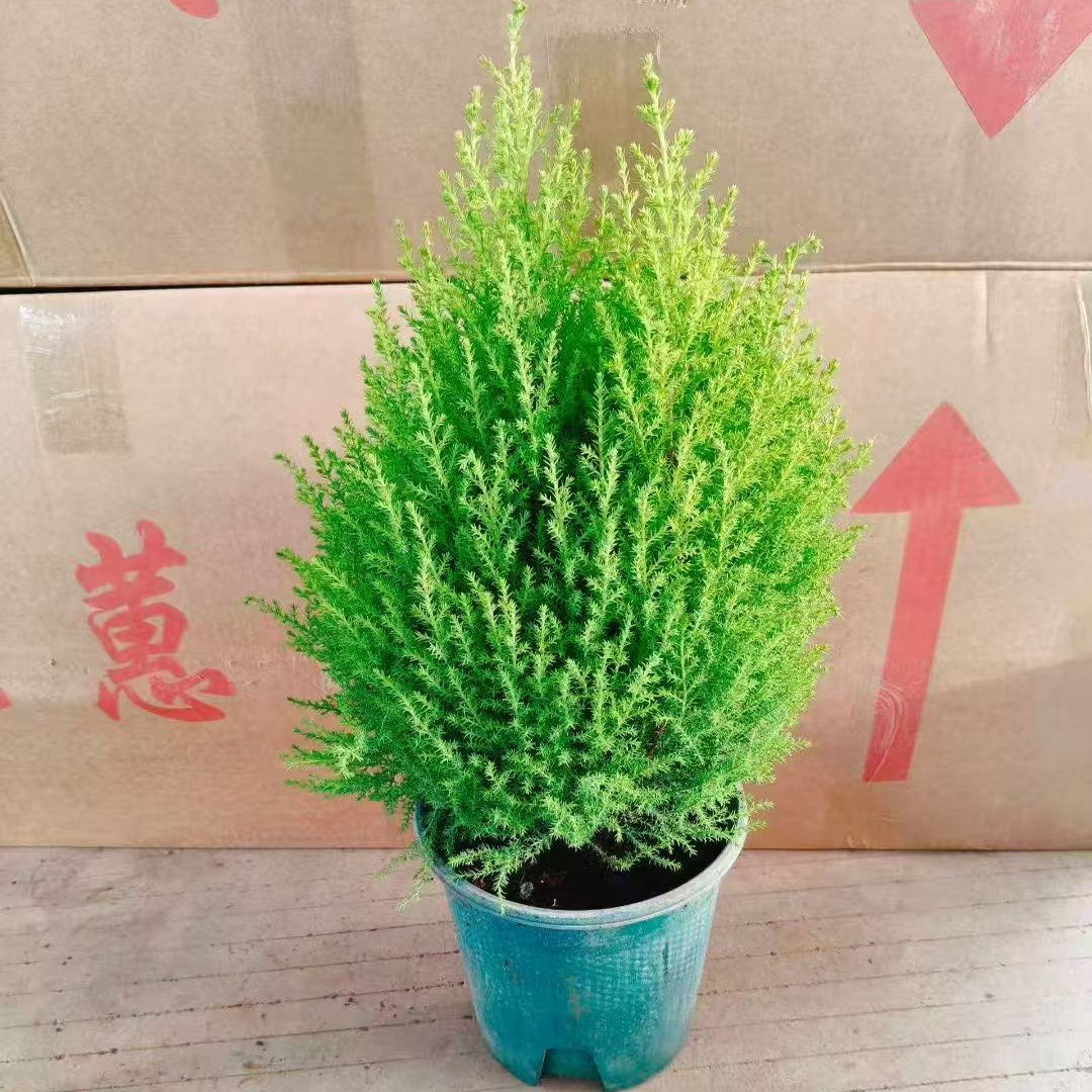 香冠柏小香松盆栽植物四季绿植阳台室内室外好养圣诞树宝塔松树苗图片
