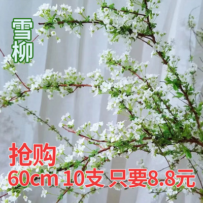 雪柳树苗 三网优惠券