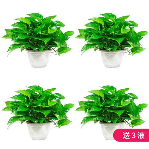 吸除甲醛垂吊好养大绿箩吊兰绿萝