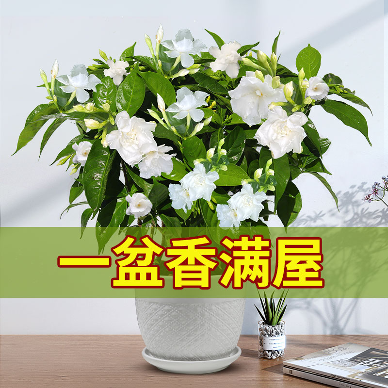 丁香花树苗盆栽花卉植物室内阳台四季开花不断好养易活栀子茉莉花