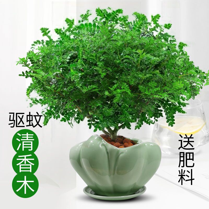 清香木盆栽防驱蚊草胡椒木绿植物四季好养室内花卉九里香树苗盆景