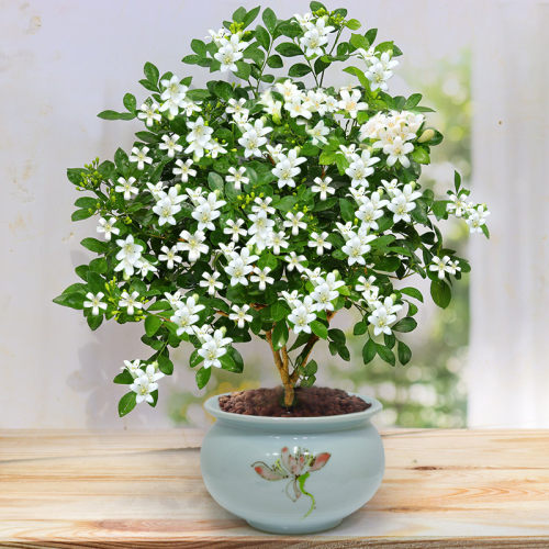 四季树苗千里眼盆景花卉植物