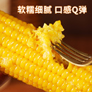 有机玉米白甜糯真空装 非东北黄粘黏糯天勤玉米棒非转基因新鲜现摘