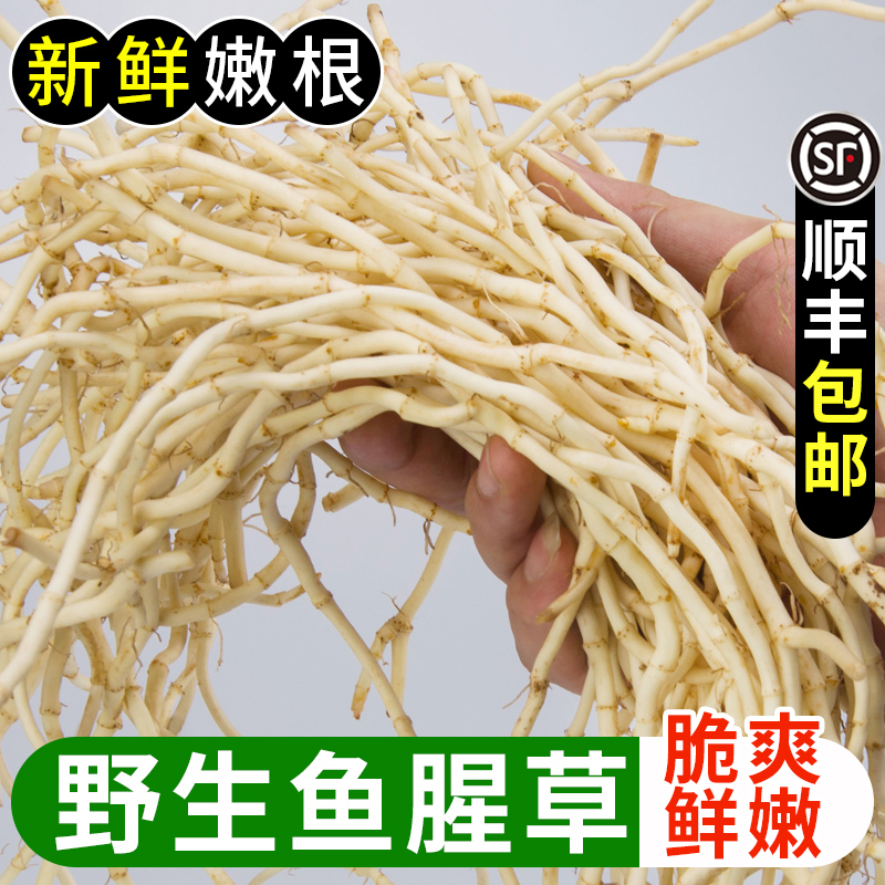 顺丰折耳根新鲜鱼腥草现发泡沫箱