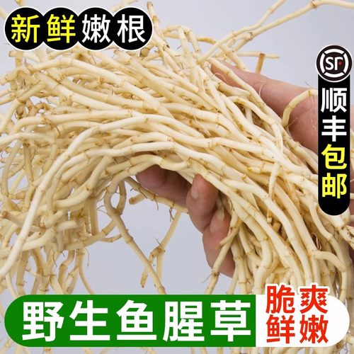 顺丰现发2斤折耳根嫩即食鱼腥草