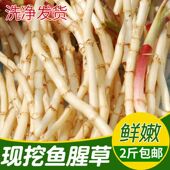 现发鱼腥草新鲜折耳根2斤现挖嫩芽野生猪鼻孔凉拌即食下饭菜