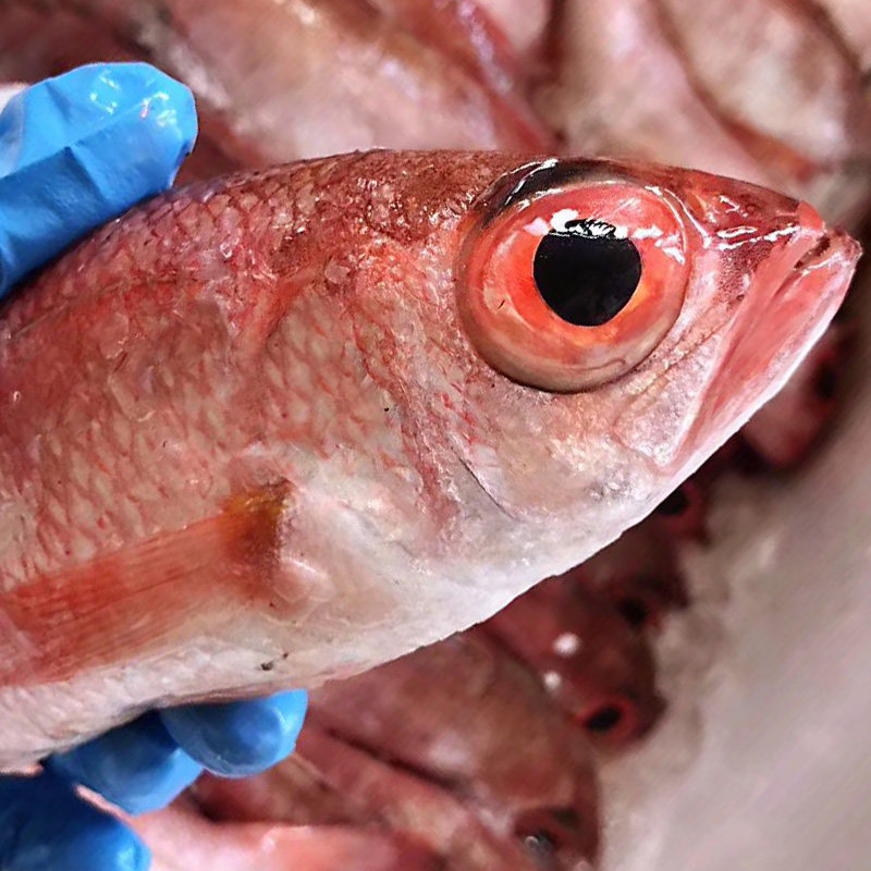 新鲜红果鲤 赤鯥鱼肉鱼 日本红黑喉鱼 孕妇舟山海鲜鲜活水产 喉黑,水产肉类/新鲜蔬果/熟食,黄鱼,淘宝优惠券,粉丝福利购,淘宝优惠卷