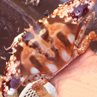 野生花盖蟹 鲜活红花蟹 新鲜大花蟹活体螃蟹海蟹梭子蟹石头蟹石蟹