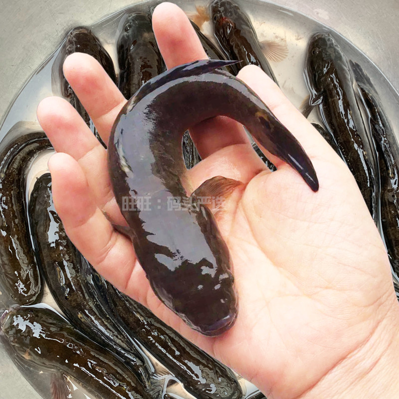 鲜活涂鳗 野鲟虎鱼 皇帝鱼蝤蠓虎 乌鱼杜肚鳗 蟹虎鱼中华乌塘鳢