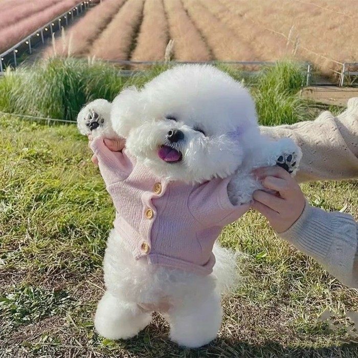 纯种比熊幼犬长不大不掉毛飞耳法国比熊犬小型犬茶杯犬活体宠物狗