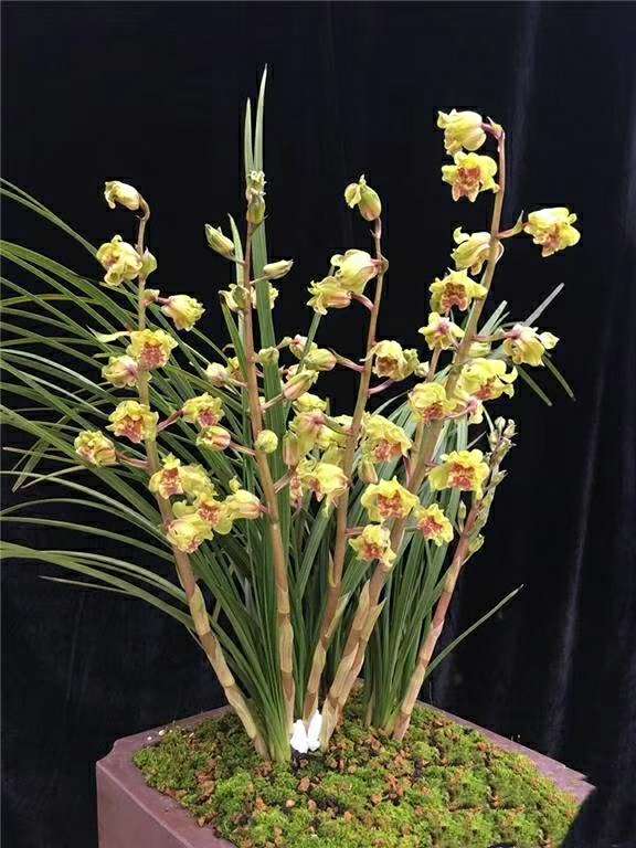 云南 老种兰花苗 经典蕙兰 金祥云 阳台盆栽花卉绿植植物 包邮