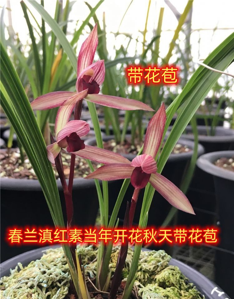 带花苞兰花苗 春兰滇红素 客厅花卉阳台绿植盆栽花卉浓香兰花草