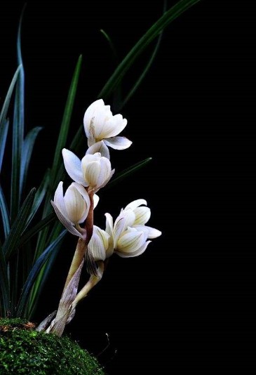 绿植云南盆栽兰花苗