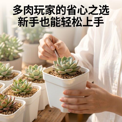 白方多肉小白盆多肉扦插花盆育苗