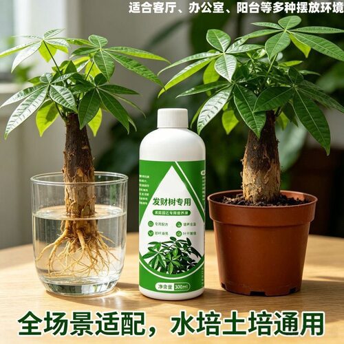 发财树专用营养液肥料水培植物叶