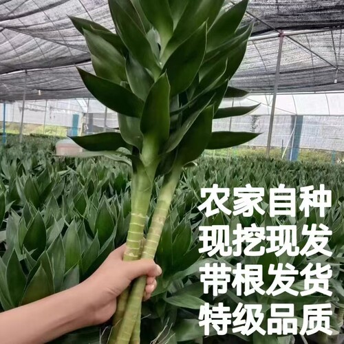 带根观音竹水培植物富贵竹转运竹