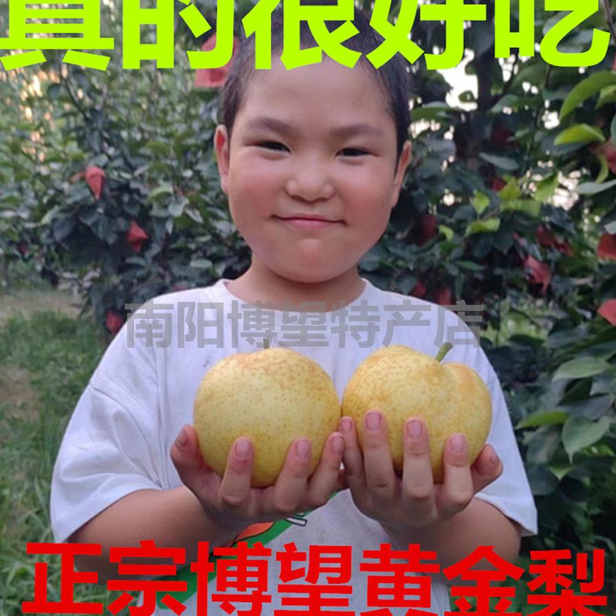 博望特产黄金梨10斤包邮脆甜无渣