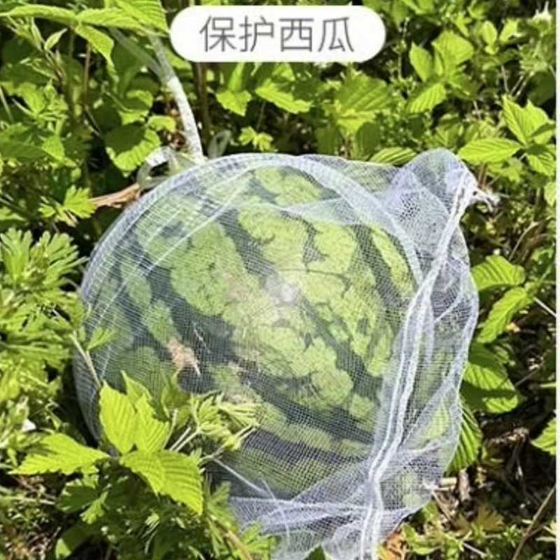 西瓜防虫袋柚子网纱袋葡