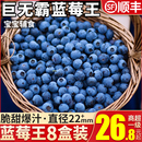 水果整箱 山东蓝莓鲜果浆果新鲜现摘现发蓝靛果应季 包邮 山地半野生