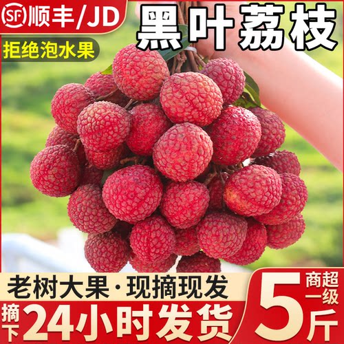 福建黑叶荔枝礼盒装26年鲜果