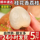 包邮 特大果整箱 顺丰礼盒海南桂花香荔枝5斤枝新鲜水果现摘发当季