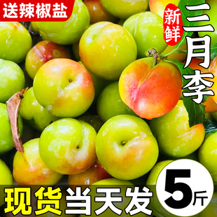 现货大果 云南三月李5斤新鲜李子孕妇水果现摘酸珍珠青李当季包邮