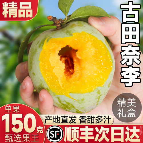 顺丰大果丨10斤福建古田油奈李子
