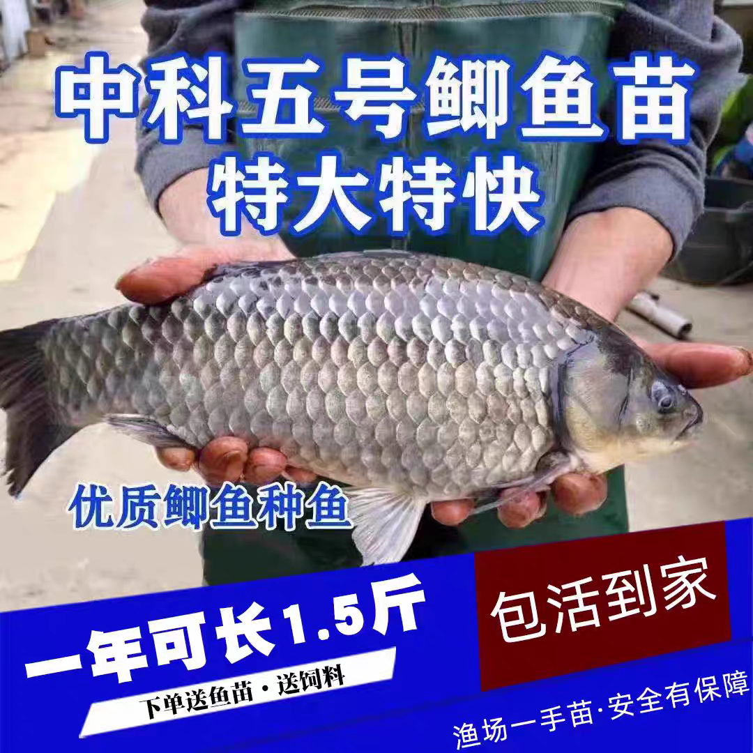 鲫鱼苗活体中科5号淡水鱼塘养殖银鲫工程鲫彭泽鲫湘云鲫鱼苗包邮