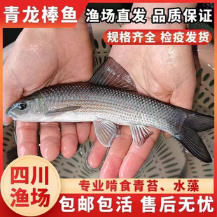 青龙棒鱼苗淡水养殖食用沉香鱼原生溪流鱼华鲮鱼油棒子冷水观赏鱼
