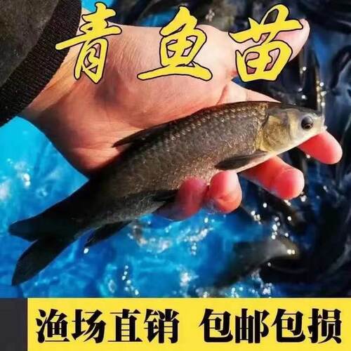 螺蛳青鱼苗20公分特大半斤正宗螺丝青鱼苗活体淡水养殖冷水乌皖鱼