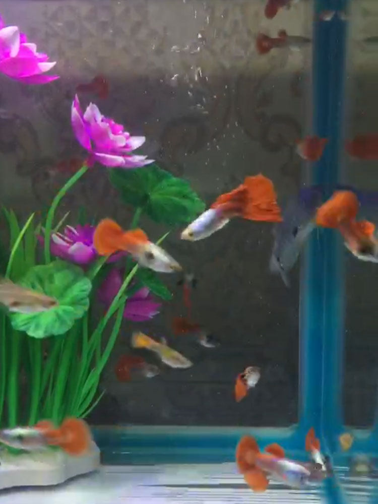 。热带观赏孔雀鱼凤尾淡水小型胎生鱼特惠价套餐活不需要氧气的鱼|ruв категории животное/Животное питание и принадлежностей, аквариум мира, рыба - от Buy2taobao.com для оказания профессиональной услуги покупки агента Taobao